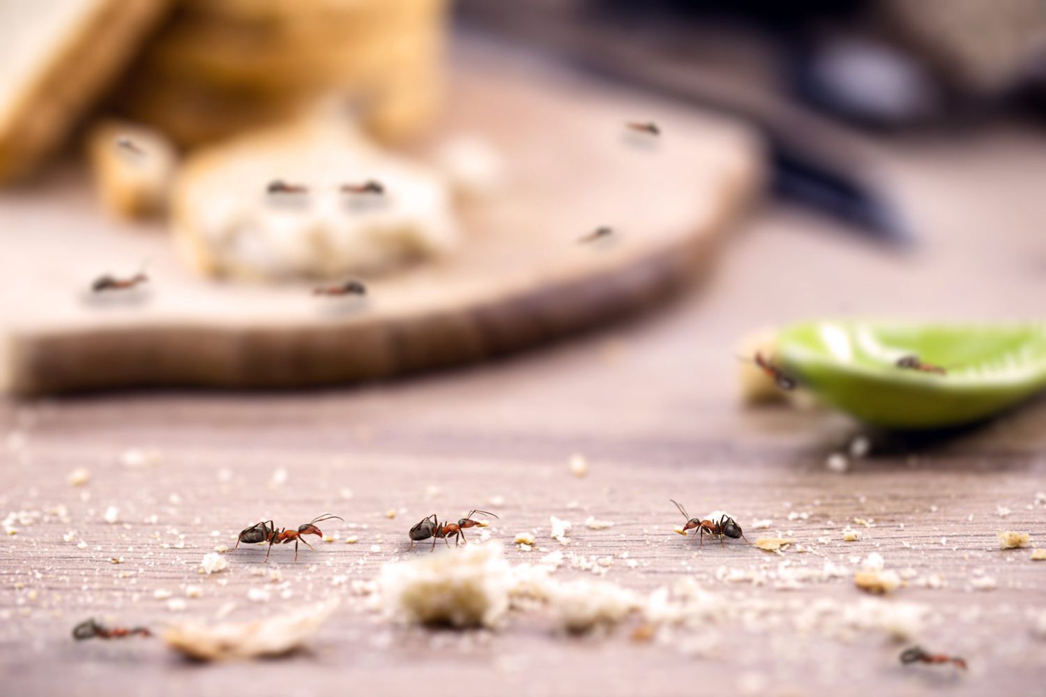 White Ant Treatment