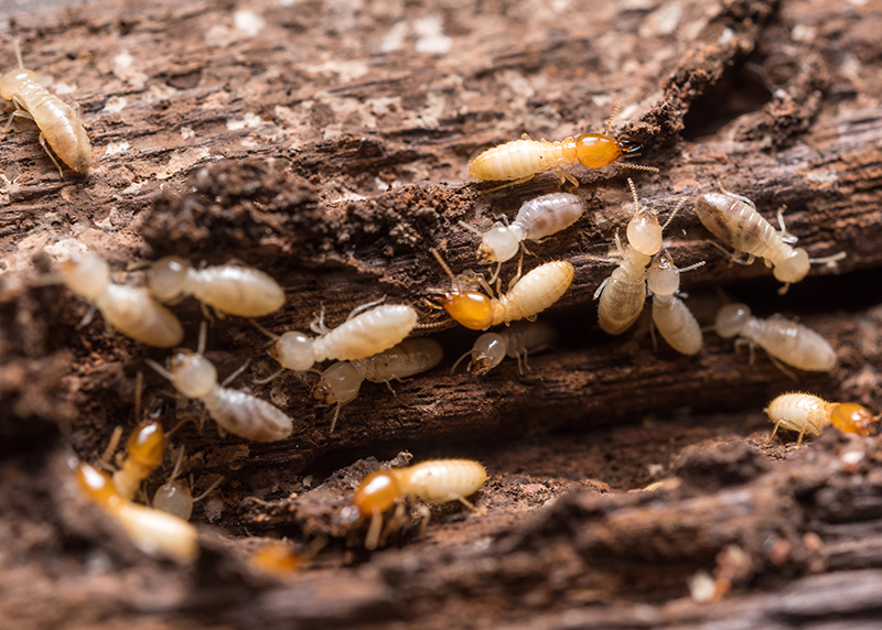 white-ant-treatment