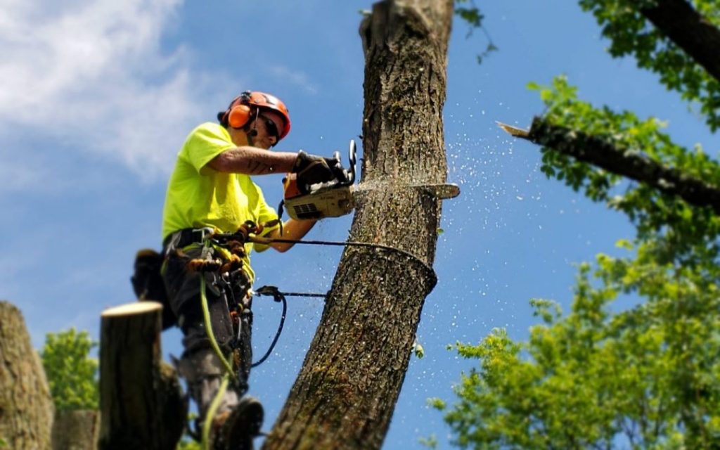 arborist tree assessment